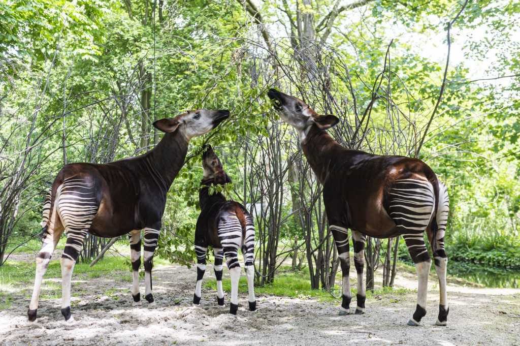 Réserve de faune des Okapi (RFO) - (1 376 200 ha)