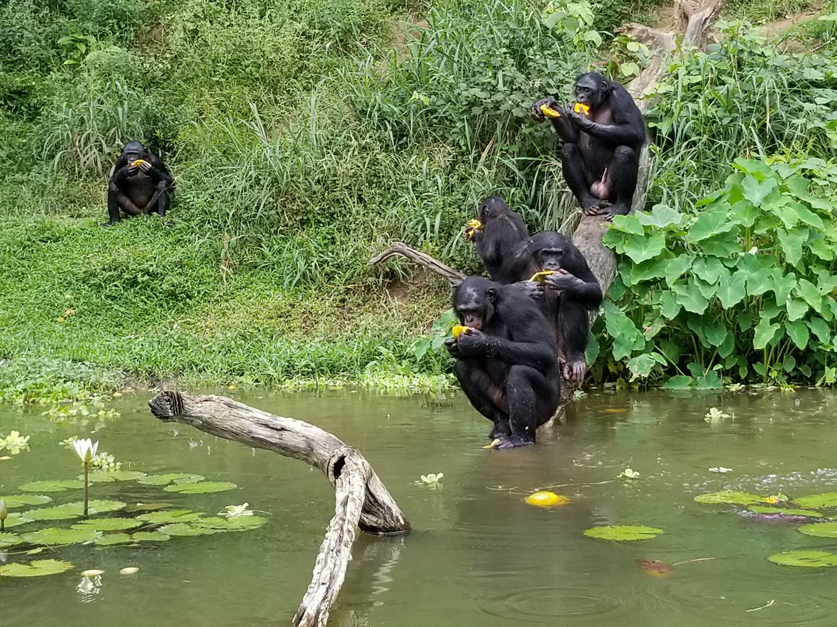 Lola ya bonobo (Le Sanctuaire des Bonobos-Pan paniscus) 